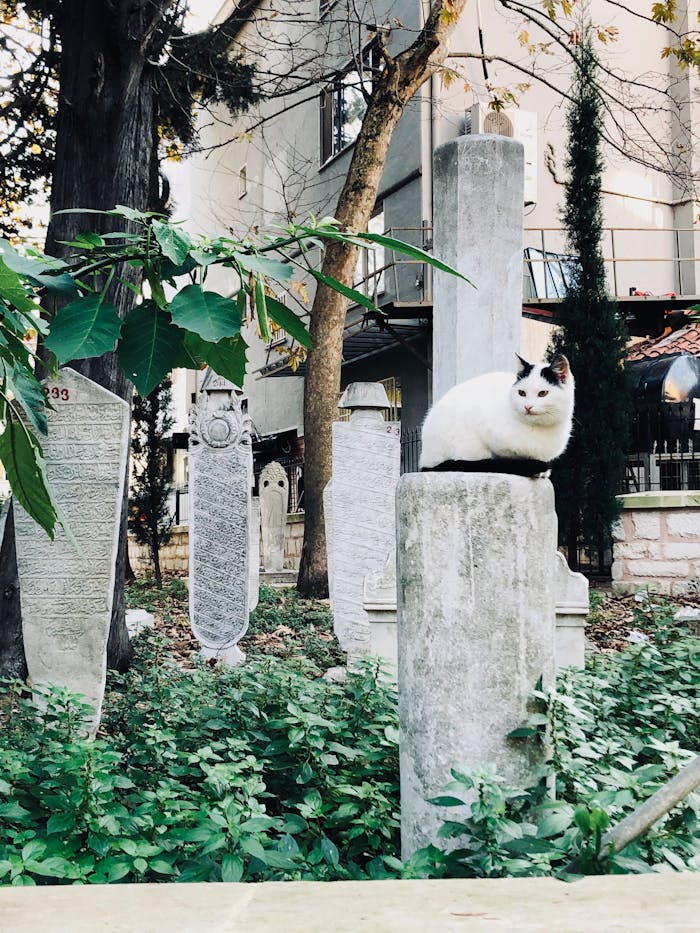 White cat resting on a stone column surrounded by tombstones in a leafy outdoor setting.