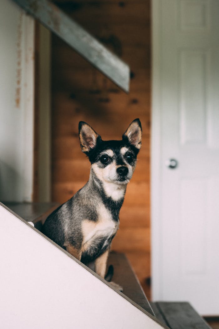 Adorable Chihuahua sitting indoors on a wooden staircase looking at the camera.
