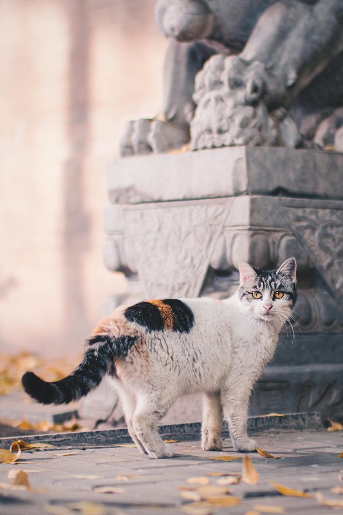 A calico cat stands by a stone sculpture amidst fallen autumn leaves in Beijing's historic hutongs.