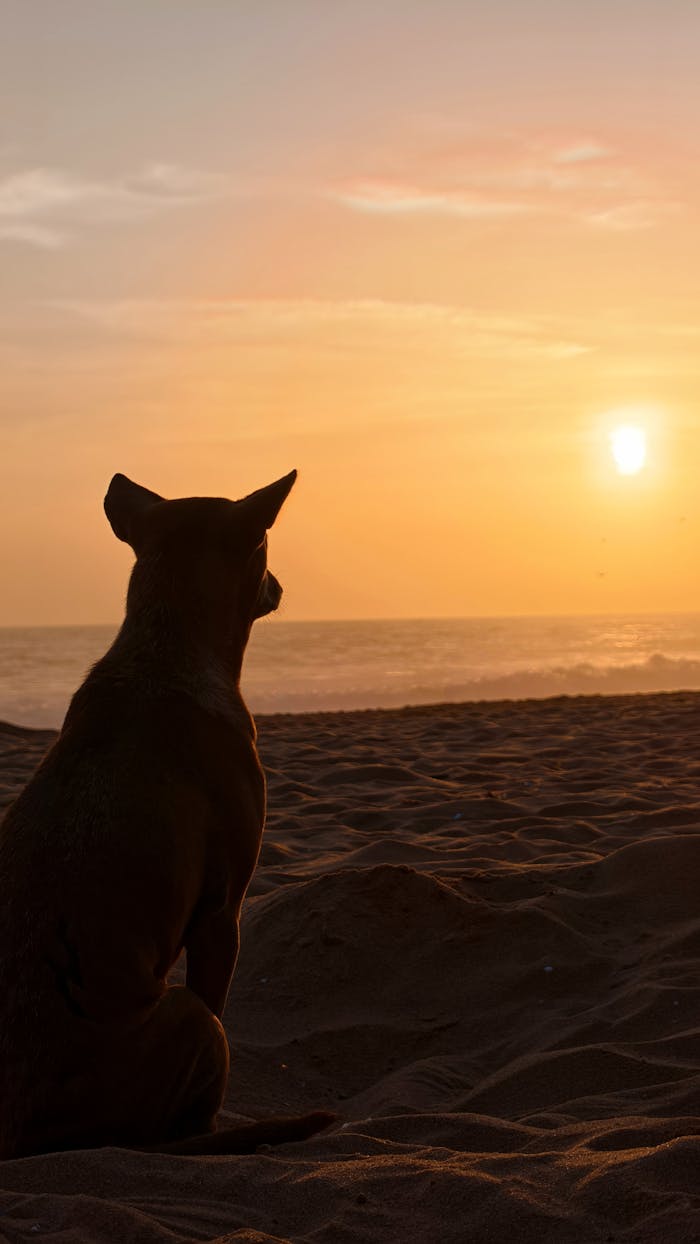 A dog sits on the sandy beach watching the vibrant sunset over the ocean.