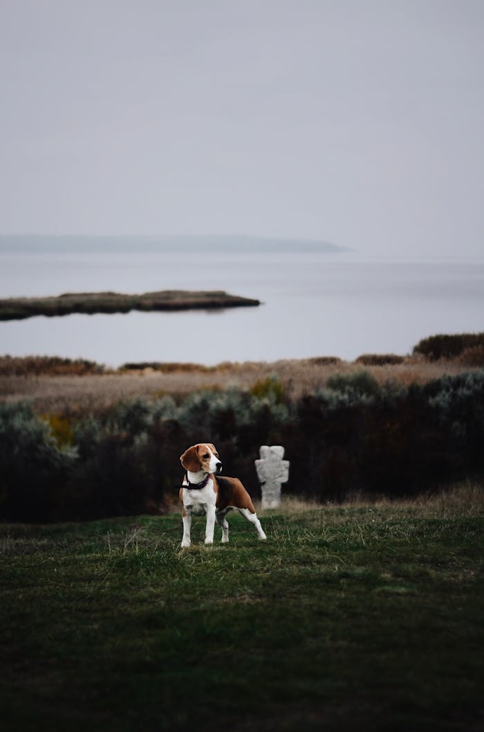 A beagle stands on a green field beside a peaceful lake, capturing tranquility.