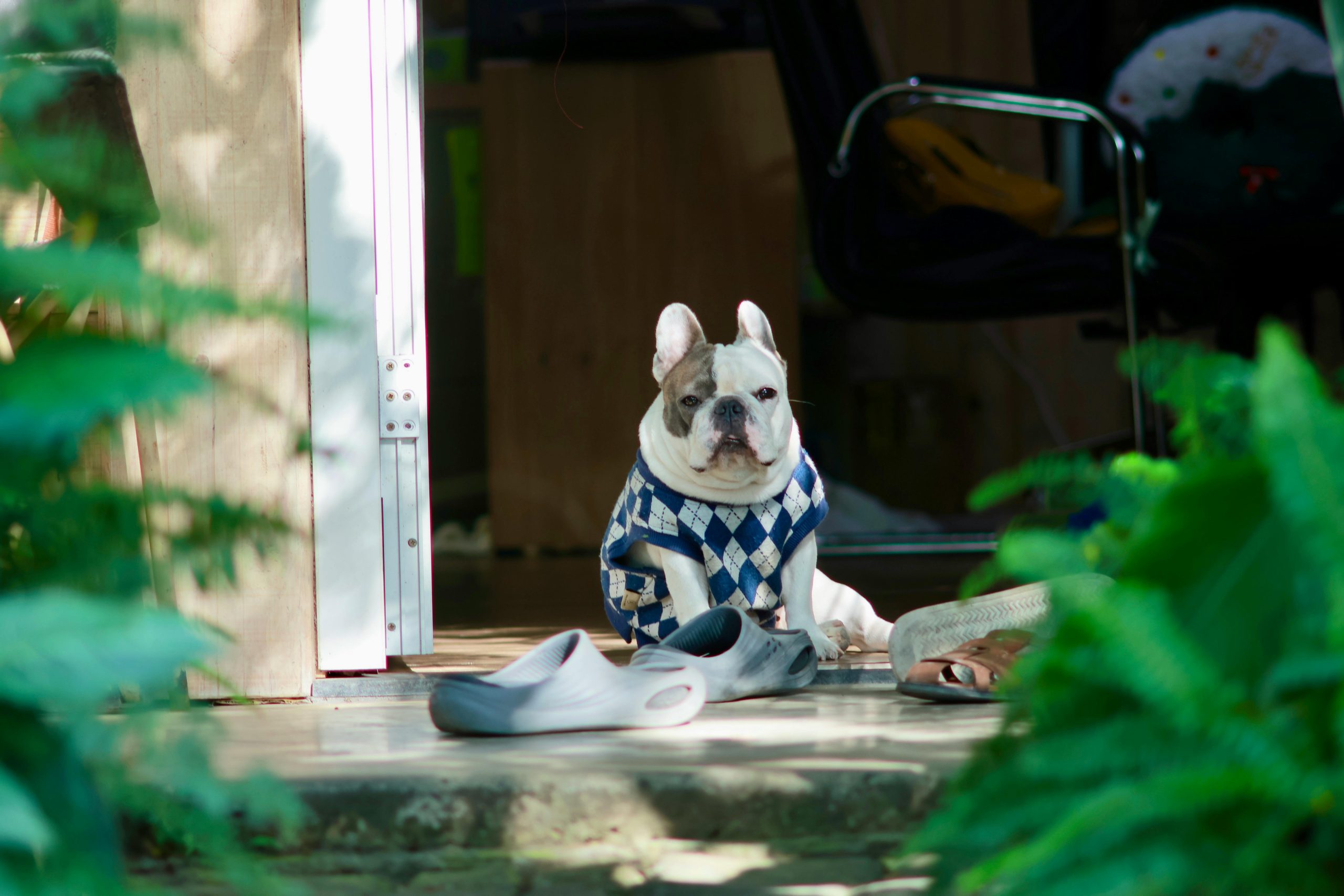 A French Bulldog wearing a sweater sits outdoors on a porch surrounded by shoes and greenery.