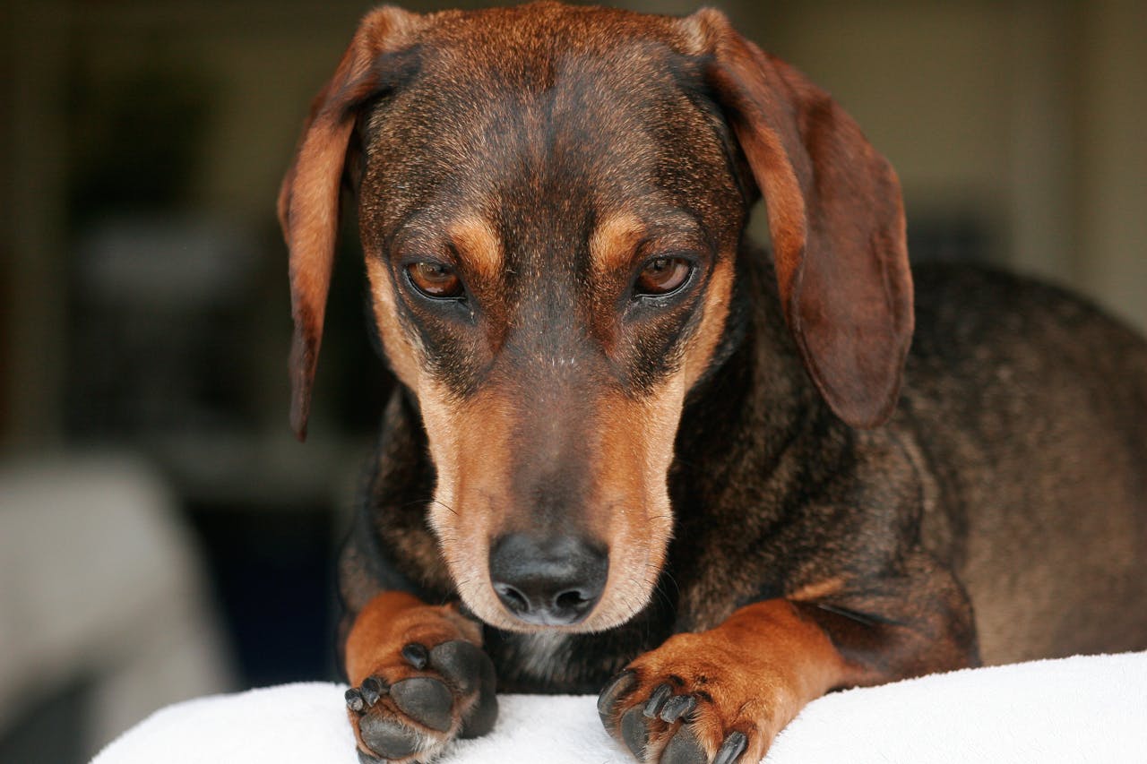 A close-up photo of a Dachshund dog with thoughtful expression, indoors.