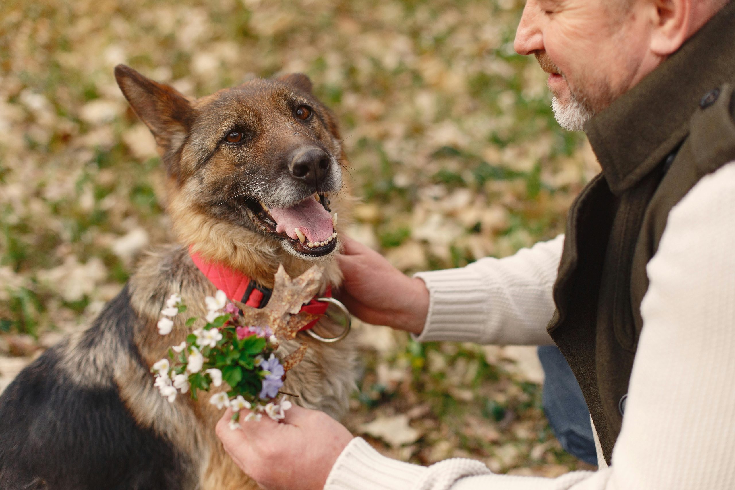 A man showing affection to his German Shepherd outdoors, symbolizing friendship and companionship.